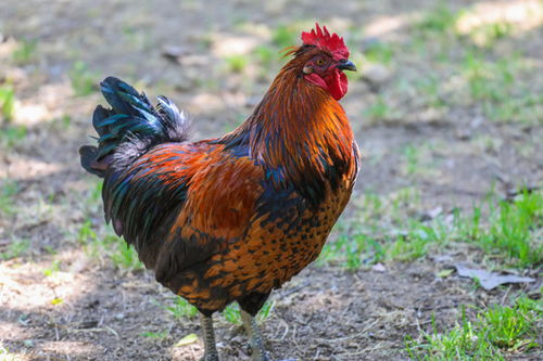 湖北美食鸡脑壳,俗称鸡脑壳的植物 湖北美食鸡脑壳,俗称鸡脑壳的植物