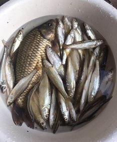 离不开水的鱼湖北美食图片,水离不开鱼,鱼离不开水