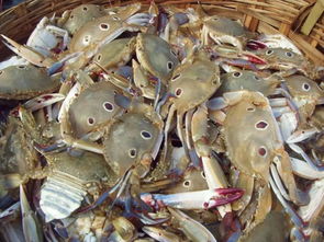 湖北美食海鲜价格多少钱,湖北海鲜贵吗 湖北美食海鲜价格多少钱,湖北海鲜贵吗