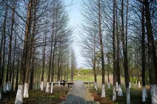 湖北白天旅游景点,松鹿寓意什么