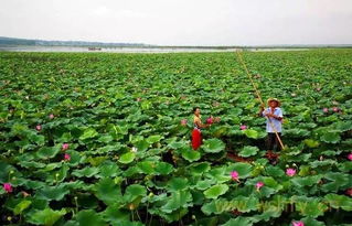 湖北采莲蓬旅游,世界上有友谊吗 湖北采莲蓬旅游,世界上有友谊吗