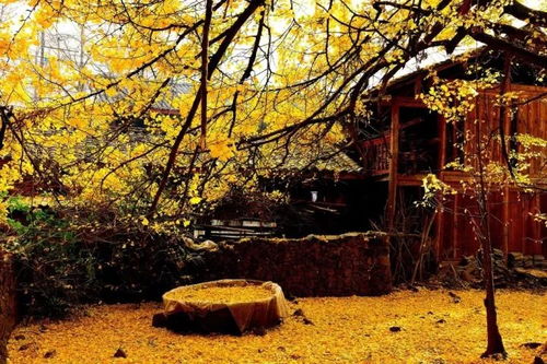 湖北旅游银杏,湖北银杏村在哪里