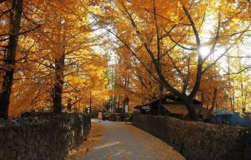 湖北旅游银杏,湖北银杏村在哪里