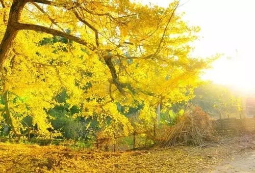 湖北旅游银杏,湖北银杏村在哪里