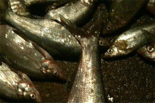 湖北美食翘嘴白,白翘嘴鱼多少钱一斤