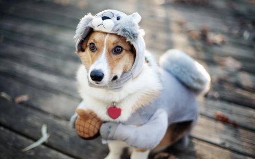 湖北省旅游带狗,湖北带狗旅游的地方