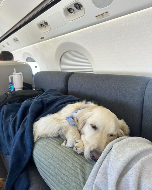 湖北省旅游带狗,湖北带狗旅游的地方