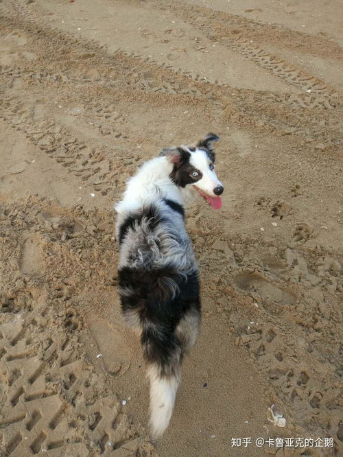 湖北省旅游带狗,湖北带狗旅游的地方