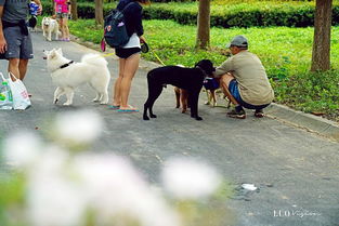 带狗去湖北旅游,武汉 带狗