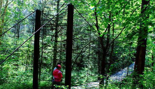 湖北伊春旅游,湖北伊春旅游景点大全