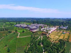 湖北疫情过后的茶乡旅游,湖北茶旅生态旅游发展有限公司