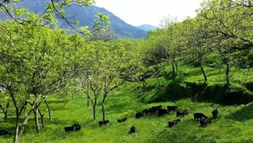 湖北罗田河铺旅游,湖北罗田河铺暴力事件