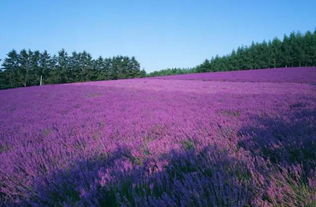 湖北旅游薰衣草公园,湖北旅游薰衣草公园在哪里