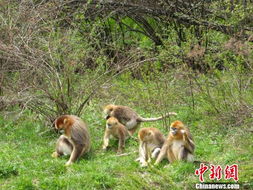 湖北鄂西文化旅游,湖北鄂西文化旅游局官网