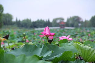 湖北洪湖旅游直播,湖北洪湖旅游直播视频