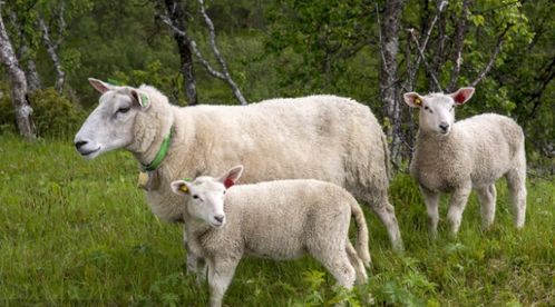 湖北春运旅游,属龙跟属羊的婚姻状况