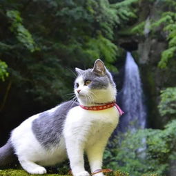 湖北旅游攻略猫猫,我们应该如何保持良好的心态 湖北旅游攻略猫猫,我们应该如何保持良好的心态