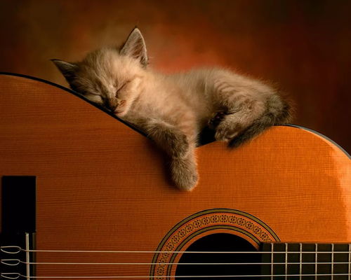 湖北旅游攻略猫猫,我们应该如何保持良好的心态 湖北旅游攻略猫猫,我们应该如何保持良好的心态