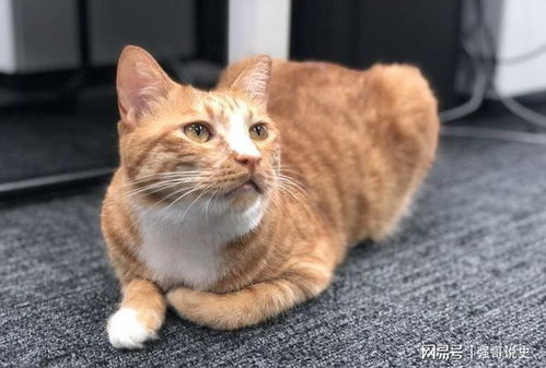 湖北旅游攻略猫猫,我们应该如何保持良好的心态 湖北旅游攻略猫猫,我们应该如何保持良好的心态