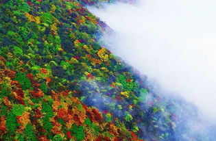 湖北旅游景点神农架天气,湖北神农架一周天气