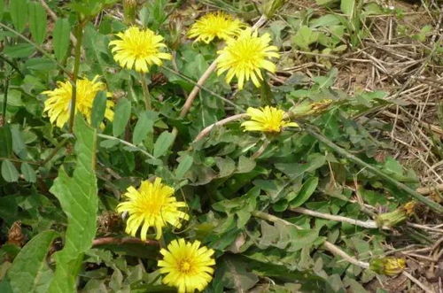 湖北黄冈旅游改革,花生和蒲公英可以一起吃吗