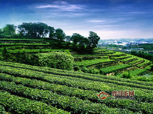 茶山湖北美食绘画图片,茶山美景图片