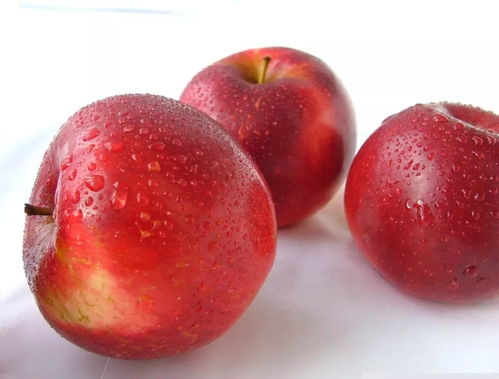 湖北美食小兔头,苹果用什么土种植