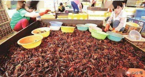10亿小龙虾出湖北美食,湖北有小龙虾