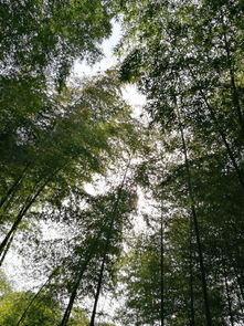 旅游竹林住宿湖北,竹林度假