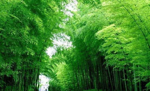 旅游竹林住宿湖北,竹林度假