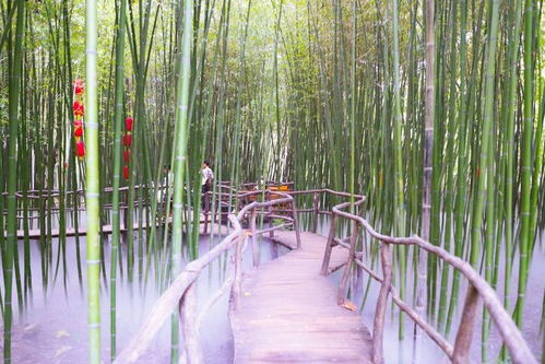 旅游竹林住宿湖北,竹林度假