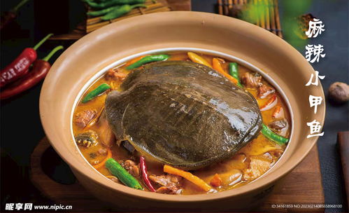 湖北美食甲鱼是什么鱼图片,湖北人吃甲鱼 湖北美食甲鱼是什么鱼图片,湖北人吃甲鱼