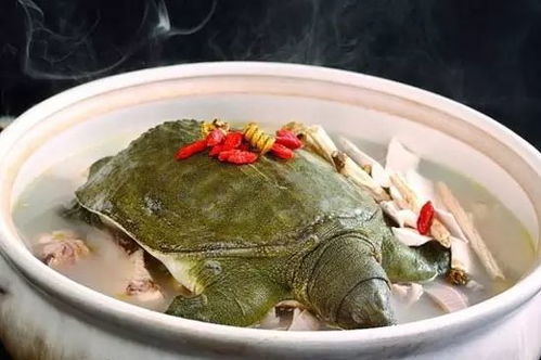 湖北美食甲鱼是什么鱼图片,湖北人吃甲鱼 湖北美食甲鱼是什么鱼图片,湖北人吃甲鱼