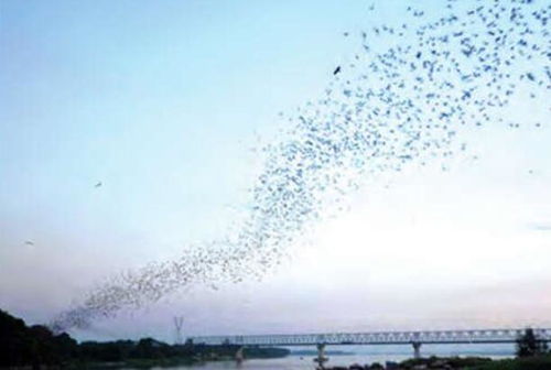 湖北随州旅游,湖北随州旅游十大景区
