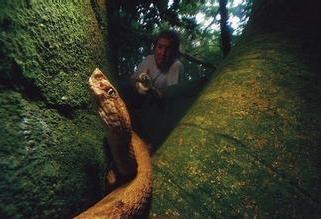 湖北蛇岛旅游,蛇岛开放吗