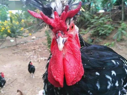 我的家乡湖北美食,我的家乡湖北美景美食作文