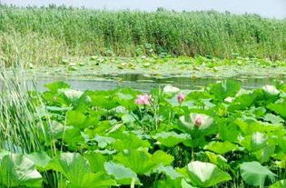 湖北洪湖旅游图片,洪湖风景图