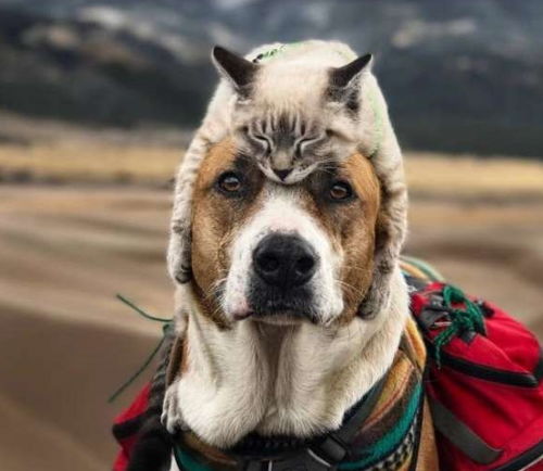 湖北旅游狗狗,湖北可以带狗狗的景点