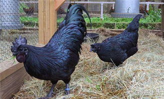 湖北美食杀鸡,武汉活鸡宰杀