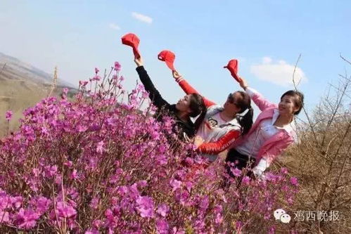 湖北映山红旅游,映山红旅游攻略