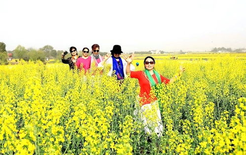 湖北油菜花旅游收入,湖北省油菜花节什么时候开幕