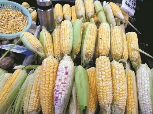 糯玉米湖北美食,糯玉米的口感怎么样