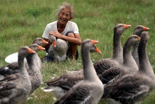 大雁在湖北旅游,大雁有什么好玩的地方