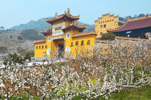 湖北惠民旅游知音,2020惠游湖北