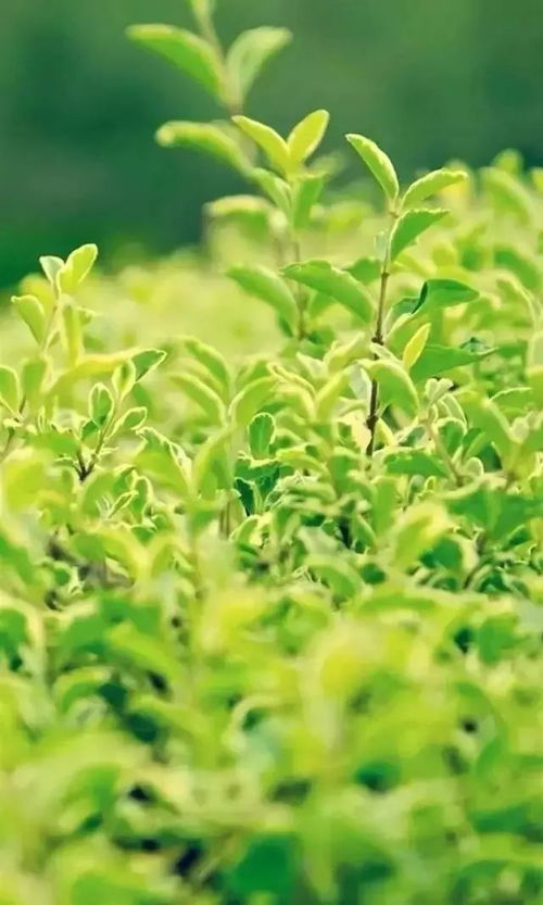 华为mate60绿色壁纸,华为手机绿色壁纸养眼省电