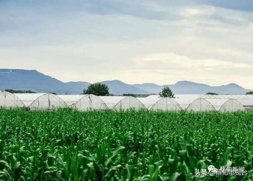 湖北省乡村旅游农业旅游,湖北省乡村旅游农业旅游发展现状