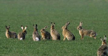 湖北旅游打兔子视频,武汉打兔子是什么意思