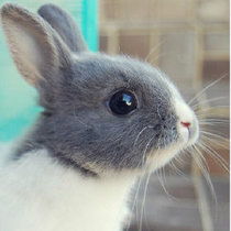 湖北旅游打兔子视频,武汉打兔子是什么意思