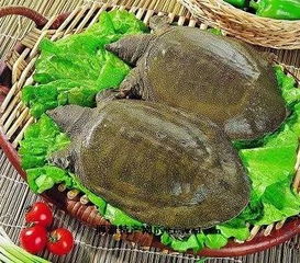 湖北旅游直播苗苗,梦见把鳖打死 湖北旅游直播苗苗,梦见把鳖打死