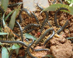 湖北美食烤蜈蚣,烤蜈蚣蝎子图片